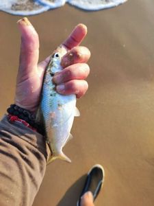 American Shad