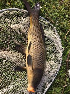 Common Carp