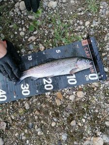 Rainbow Trout