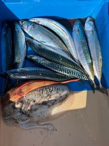 Mackerel