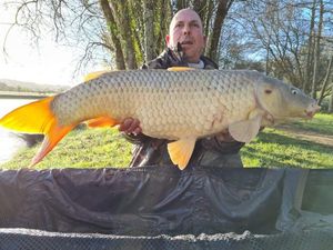 Common Carp