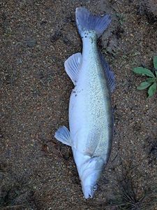 Zander