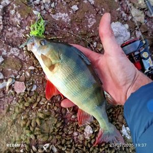 European Perch