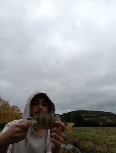 European Perch