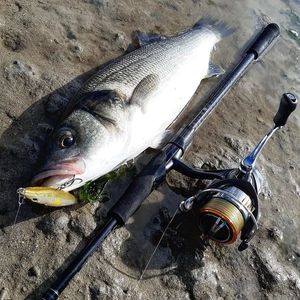European Bass (Seabass)