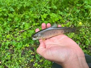 Brown Trout