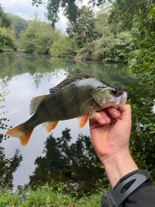 European Perch