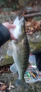Zander