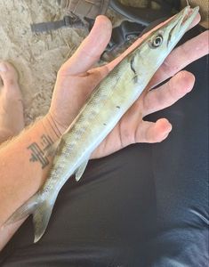 Obtuse Barracuda