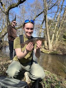 Brown Trout