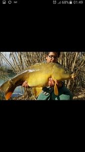 Mirror Carp