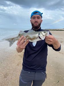 European Bass (Seabass)