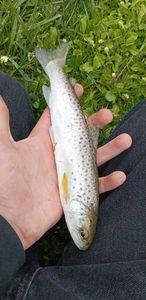 Brown Trout