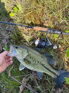 Largemouth Bass