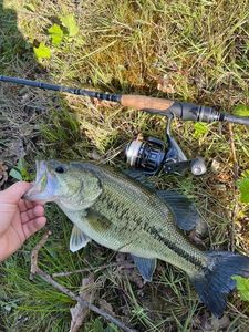 Black Bass (Achigan à Grande Bouche)