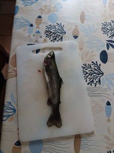 Rainbow Trout