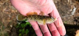 Round Goby