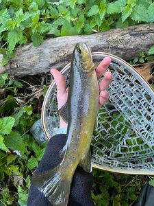 Brown Trout