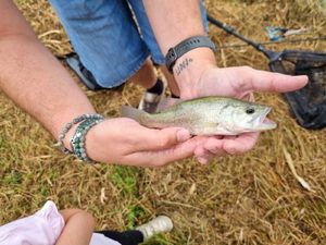 Largemouth Bass