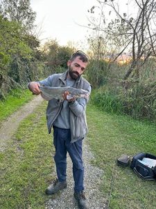 Black Bullhead