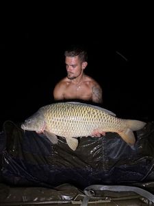 Common Carp