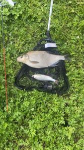 Common Bream