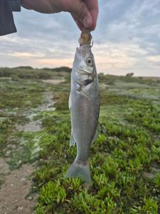 European Bass (Seabass)