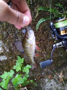 European Perch