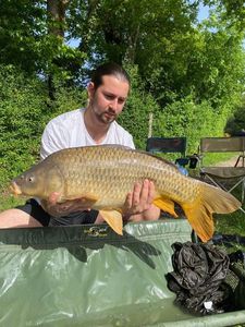 Common Carp