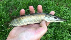 Northern Pike
