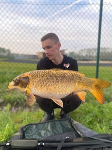 Koï Fish