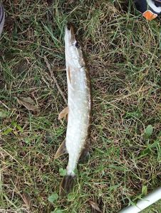 Northern Pike