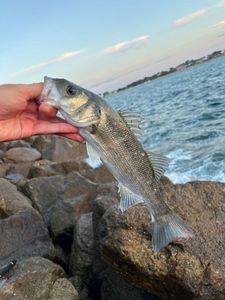 European Bass (Seabass)