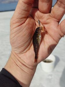 Ruffe