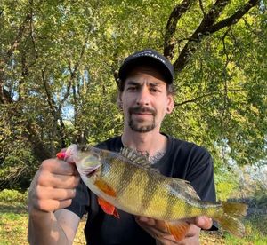 Yellow Perch