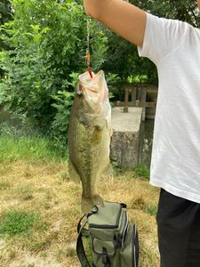 Largemouth Bass