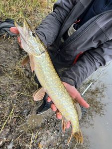 Northern Pike