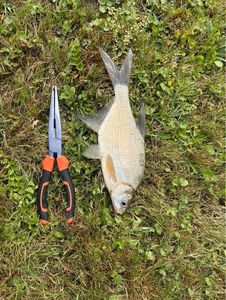 Common Bream