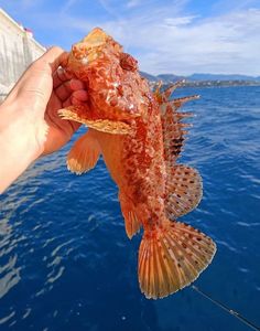 Red Scorpionfish