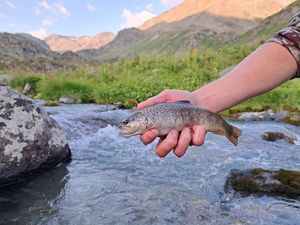 Brown Trout