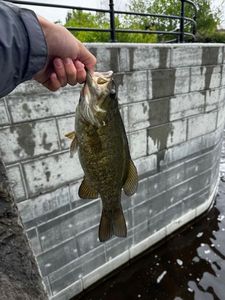 Smallmouth Bass