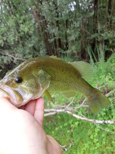 Largemouth Bass