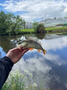 European Perch