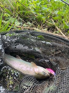 Rainbow Trout