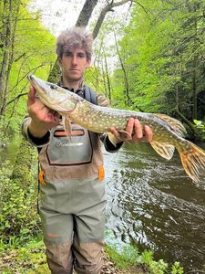Northern Pike
