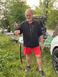 European Eel (Common Eel)