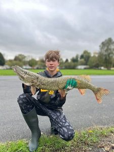 Northern Pike