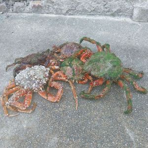 European Spider Crab
