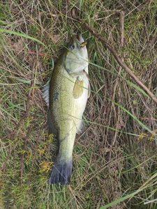 Largemouth Bass