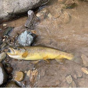 Brown Trout